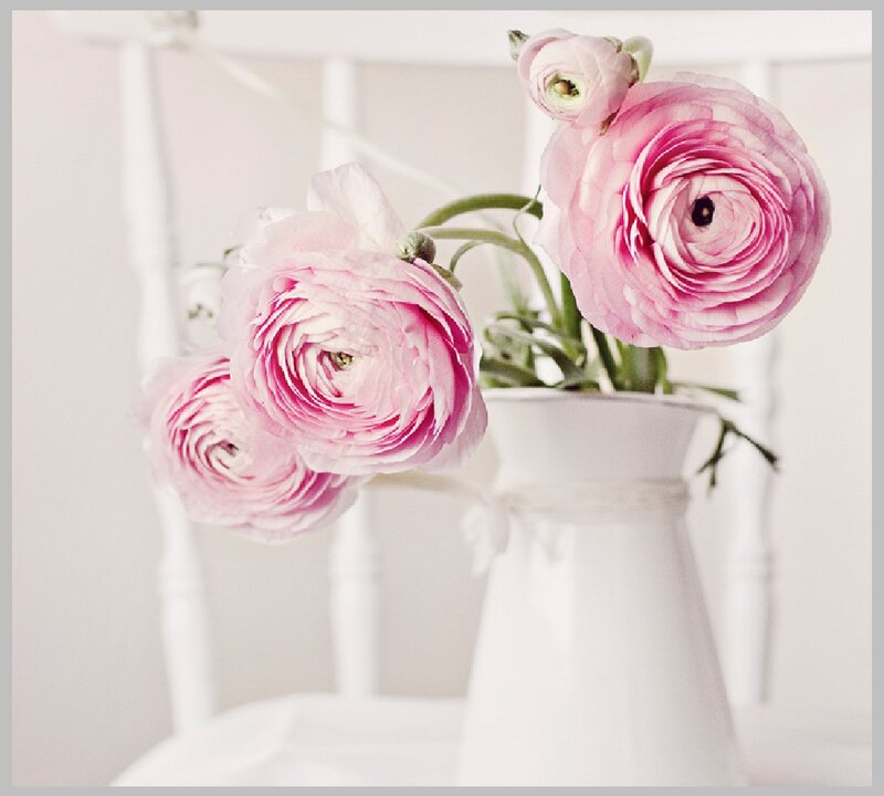 Pink Ranunculus Flowers — Serene, Photograph, Vase