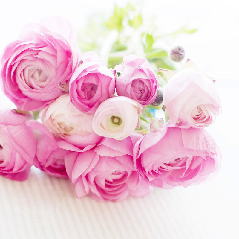Pink Ranunculus Flowers — Serene, Spring, Photograph, Bouquet