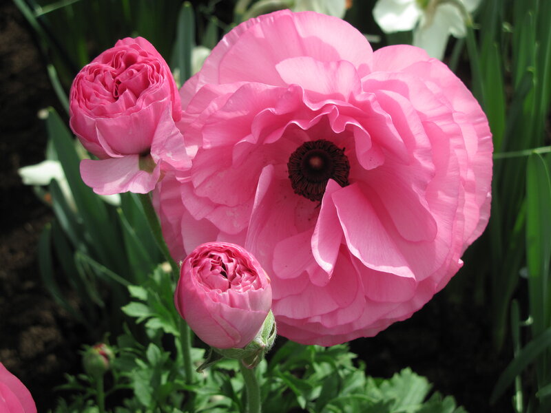 Pink Ranunculus Flowers — Serene, Spring, Photograph, Buds, Green Leaves