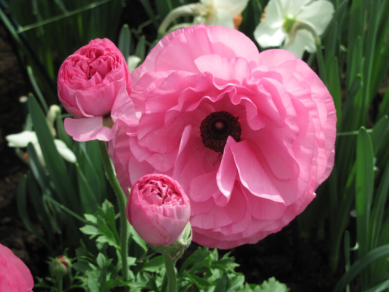 Pink Ranunculus Flowers — Serene, Spring, Photograph, Buds