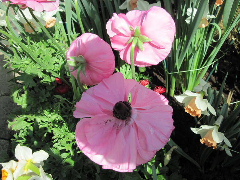 Pink Ranunculus Flowers — Serene, Spring, Photograph, Daffodils