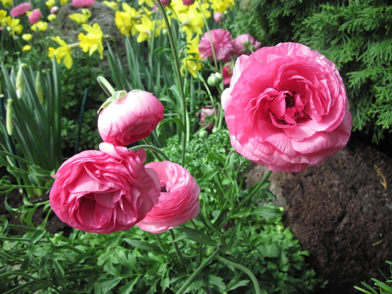 Pink Ranunculus Flowers — Serene, Spring, Photograph