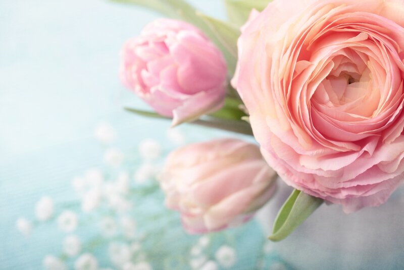 Pink Ranunculus Flowers — Serene, Spring, Photograph, Tulips