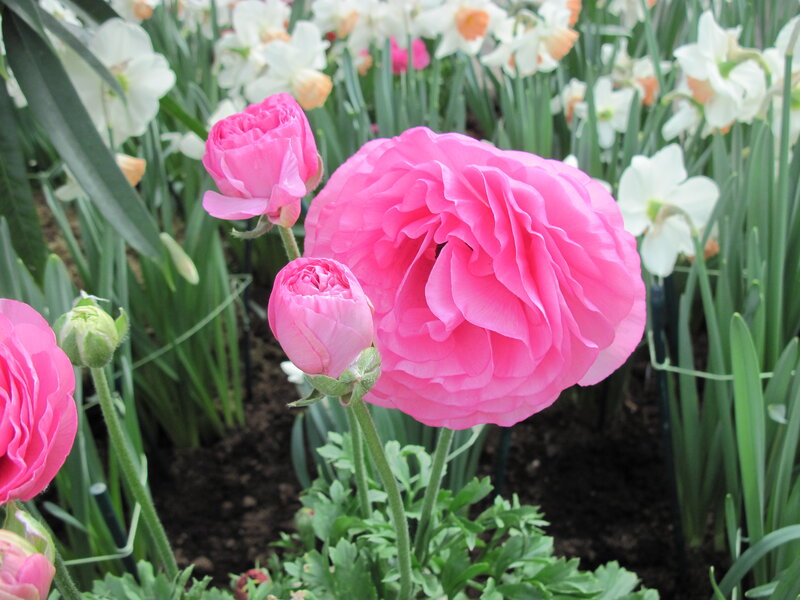 Pink Ranunculus Flowers — Serene, Spring, Photograph, White Daffodils