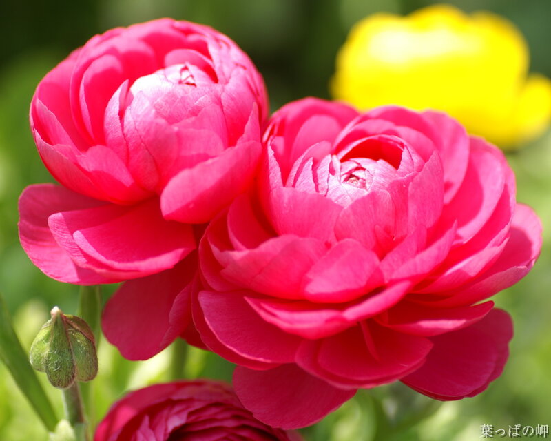 Pink Ranunculus Flowers — Serene, Spring, Photograph, Yellow Flower