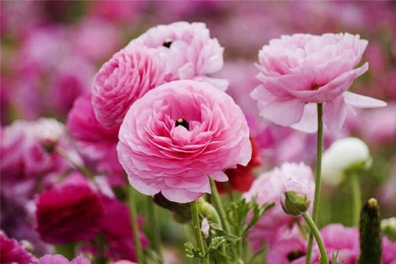Pink Ranunculus Flowers — Serene, Spring