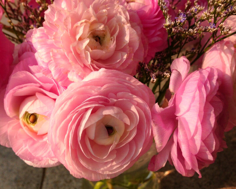 Pink Ranunculus Flowers — Serene, Sunset