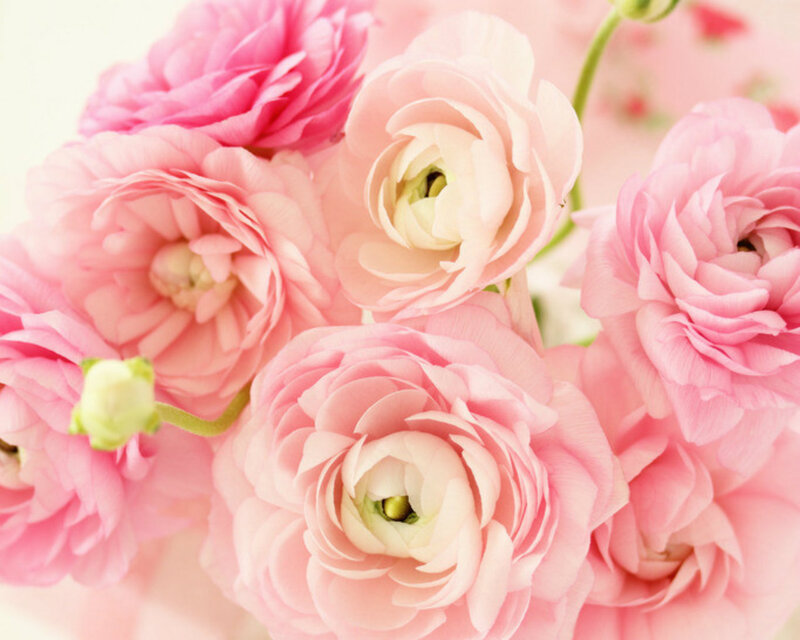 Pink Ranunculus Flowers — Soft, Photograph, Buds, Petals, Stems