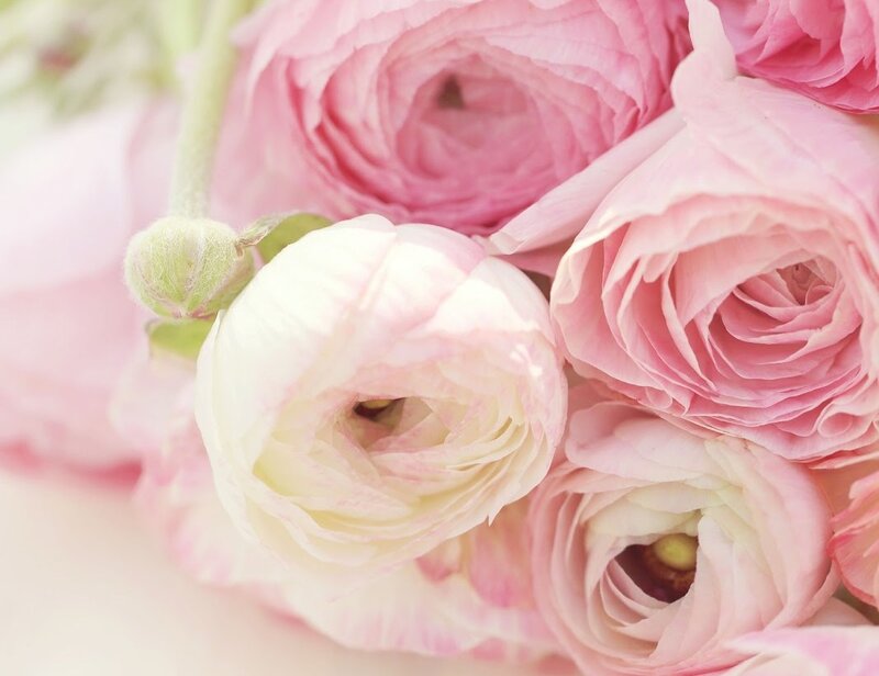 Pink Ranunculus Flowers — Soft, Photograph, Buds, Petals