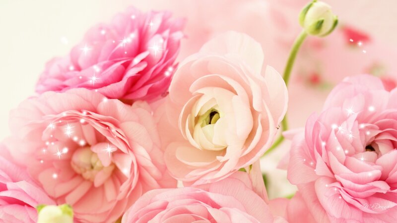 Pink Ranunculus Flowers — Soft, Photograph, Buds