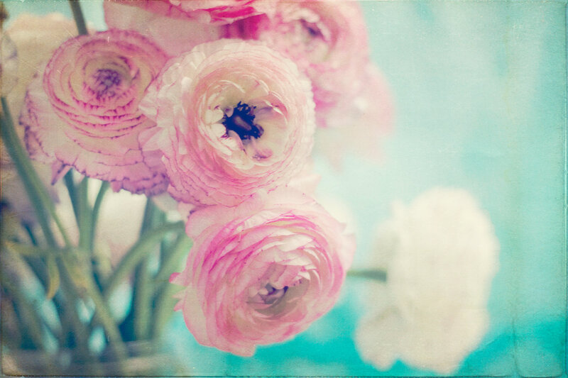 Pink Ranunculus Flowers — Soft, Photograph