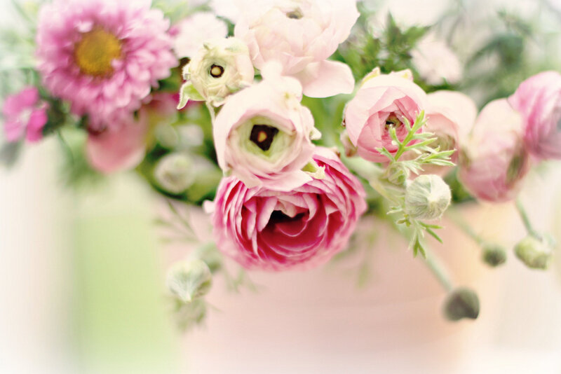 Pink Ranunculus Flowers — Soft