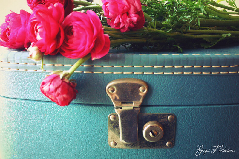 Pink Ranunculus Flowers — Teal