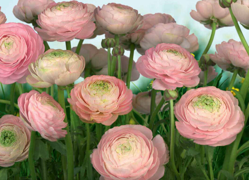 Pink Ranunculus Flowers