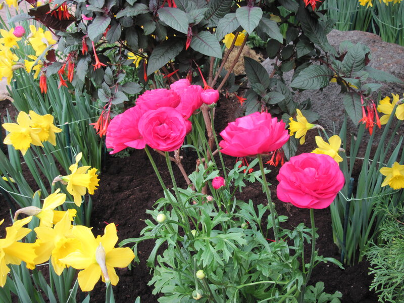 Pink Ranunculus Flowers — Vibrant
