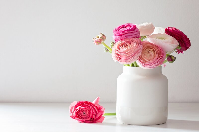 Pink Ranunculus Flowers — White