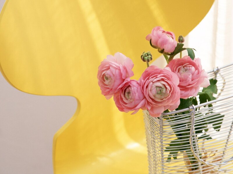 Pink Ranunculus Flowers — Yellow