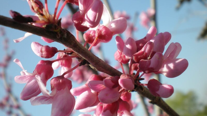 Pink Redbud Blossoms — Serene, Spring, Photograph