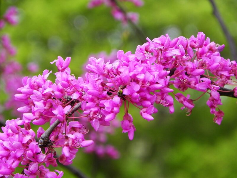 Pink Redbud Blossoms — Serene, Spring