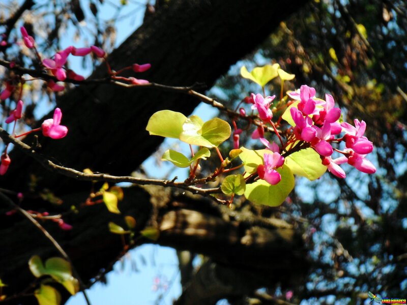 Pink Redbud Blossoms — Serene