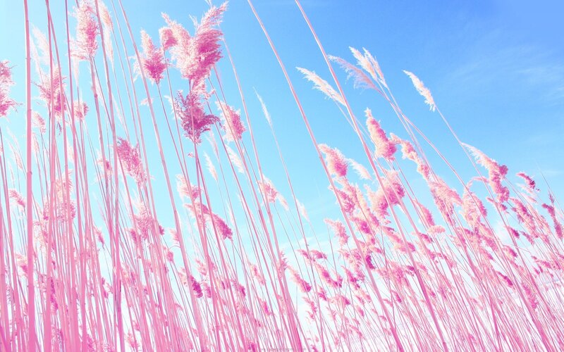 Pink reeds against blue sky