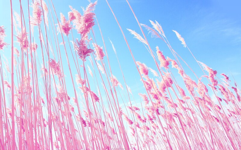 Pink reeds against blue sky