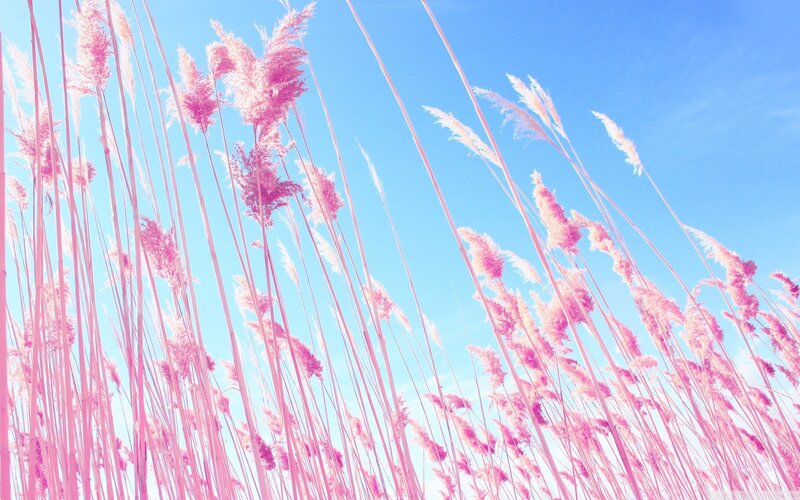 pink reeds against blue sky