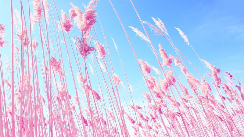 Pink Reeds Against Blue Sky — Serene, Afternoon, Photograph