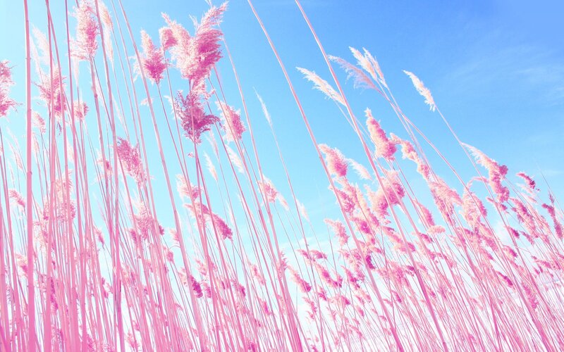Pink Reeds Against Blue Sky — Serene