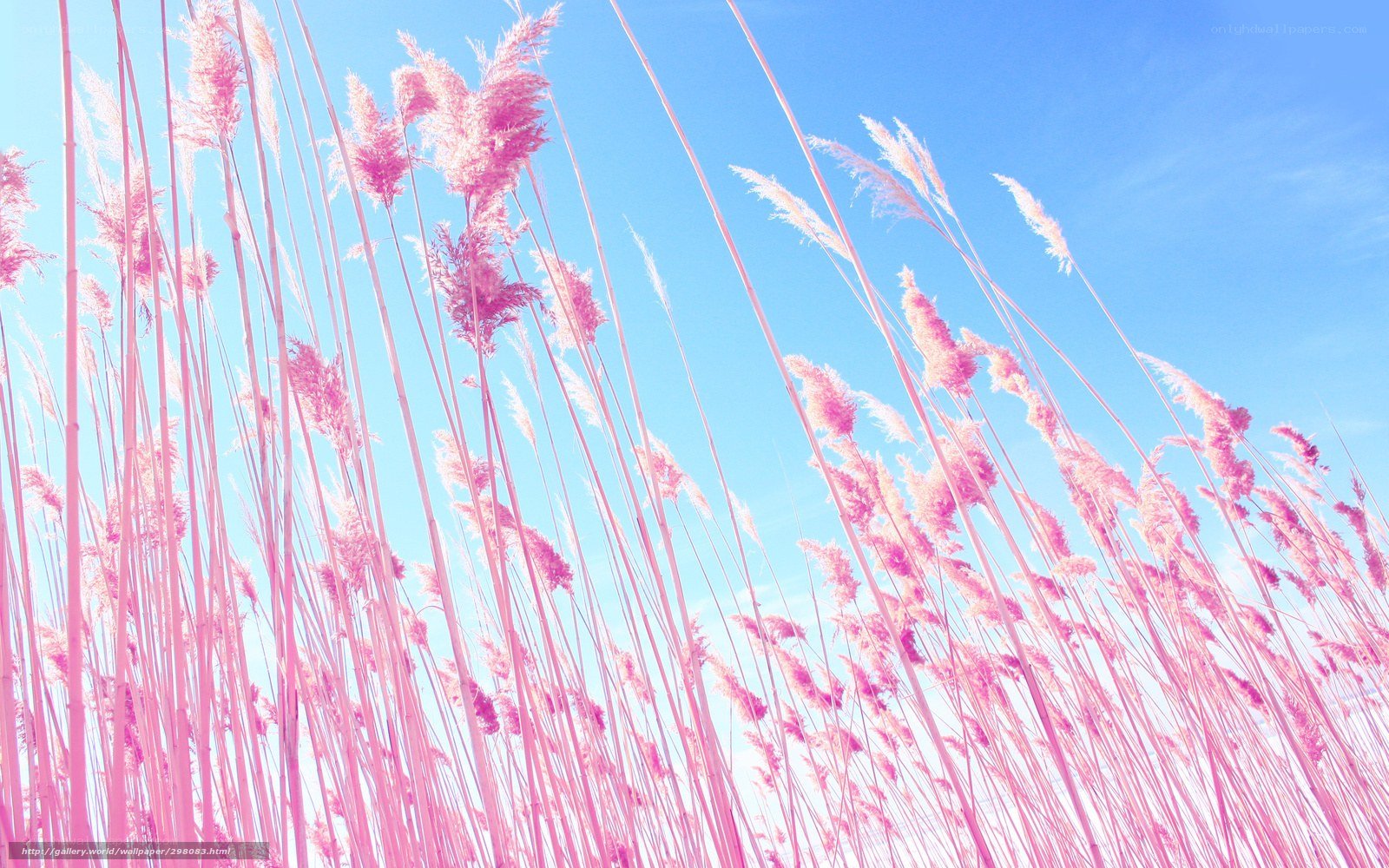 Pink reeds against blue sky