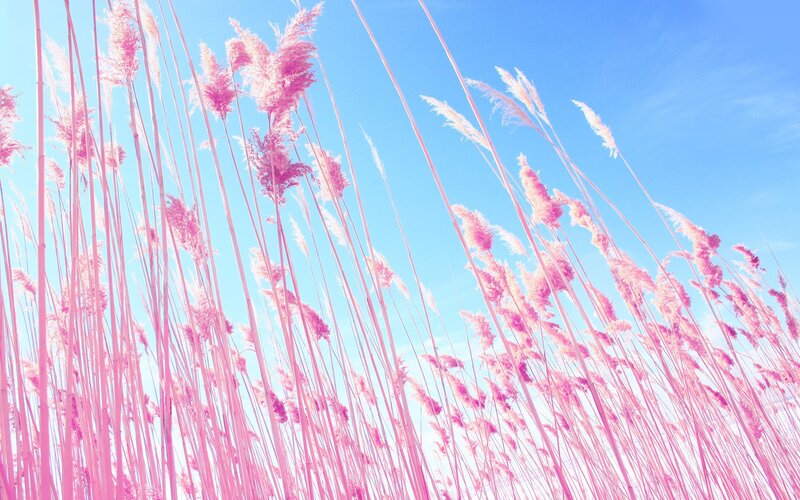 Pink Reeds in Field
