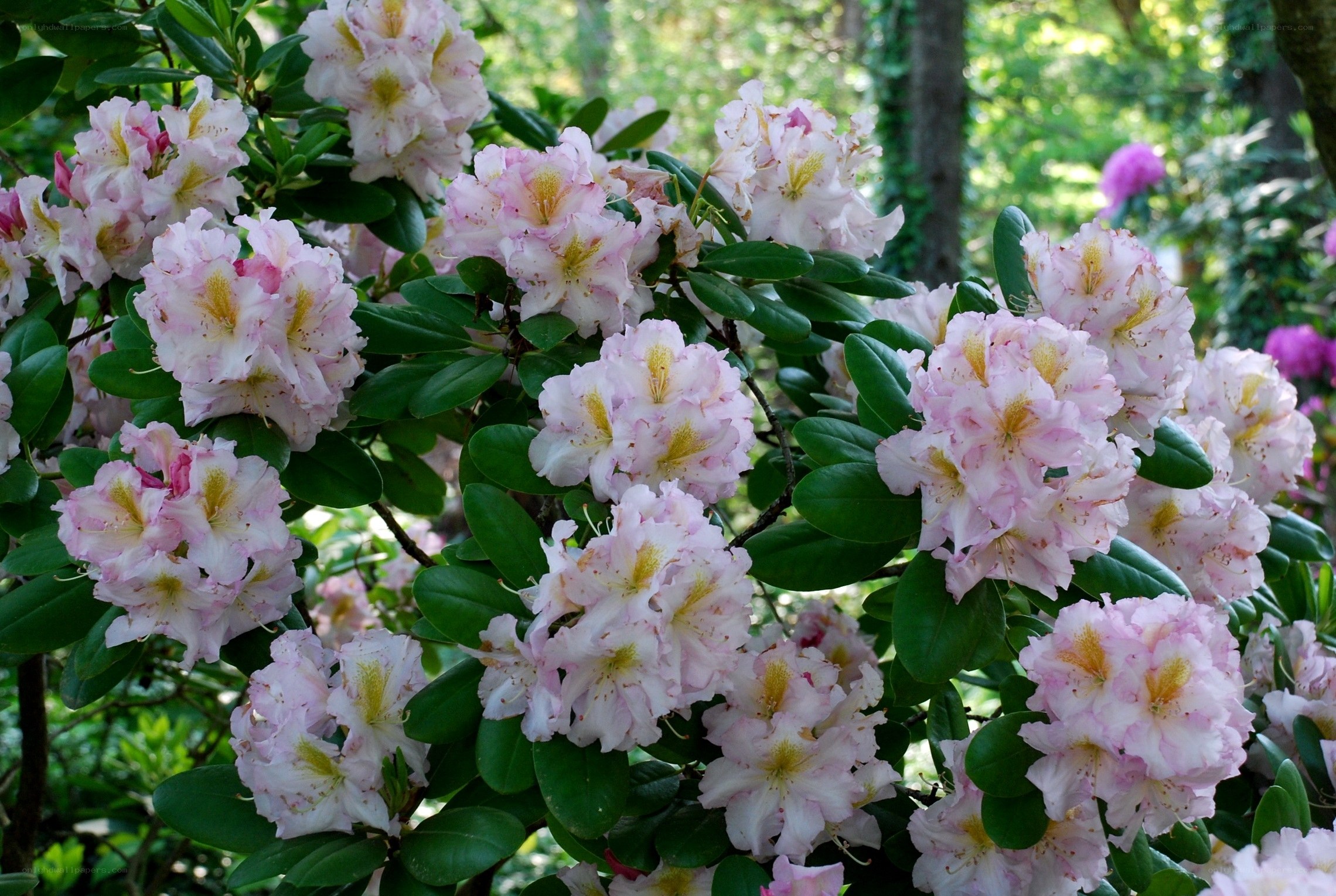 Pink rhododendron blossoms
