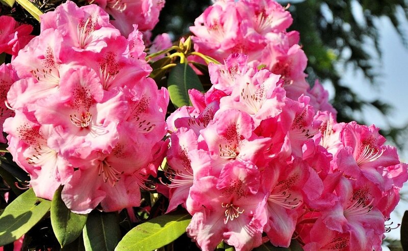 Pink rhododendron blossoms