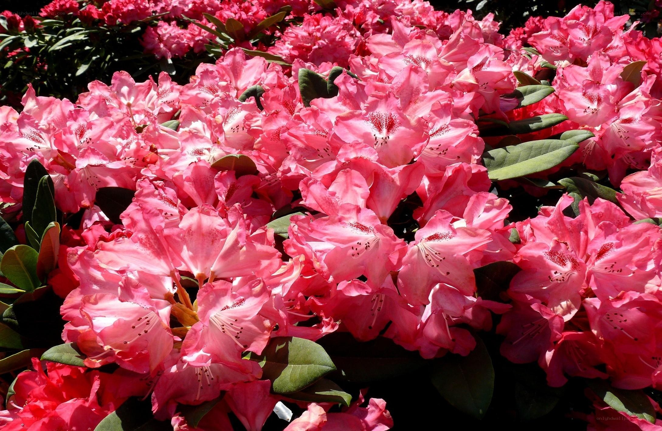 Pink rhododendron blossoms