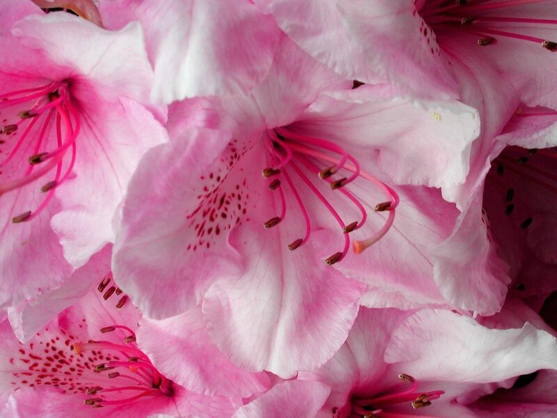 Pink rhododendron blossoms