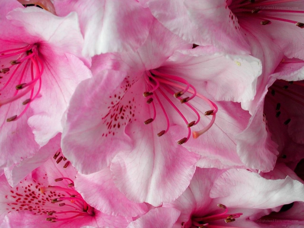 Pink rhododendron blossoms