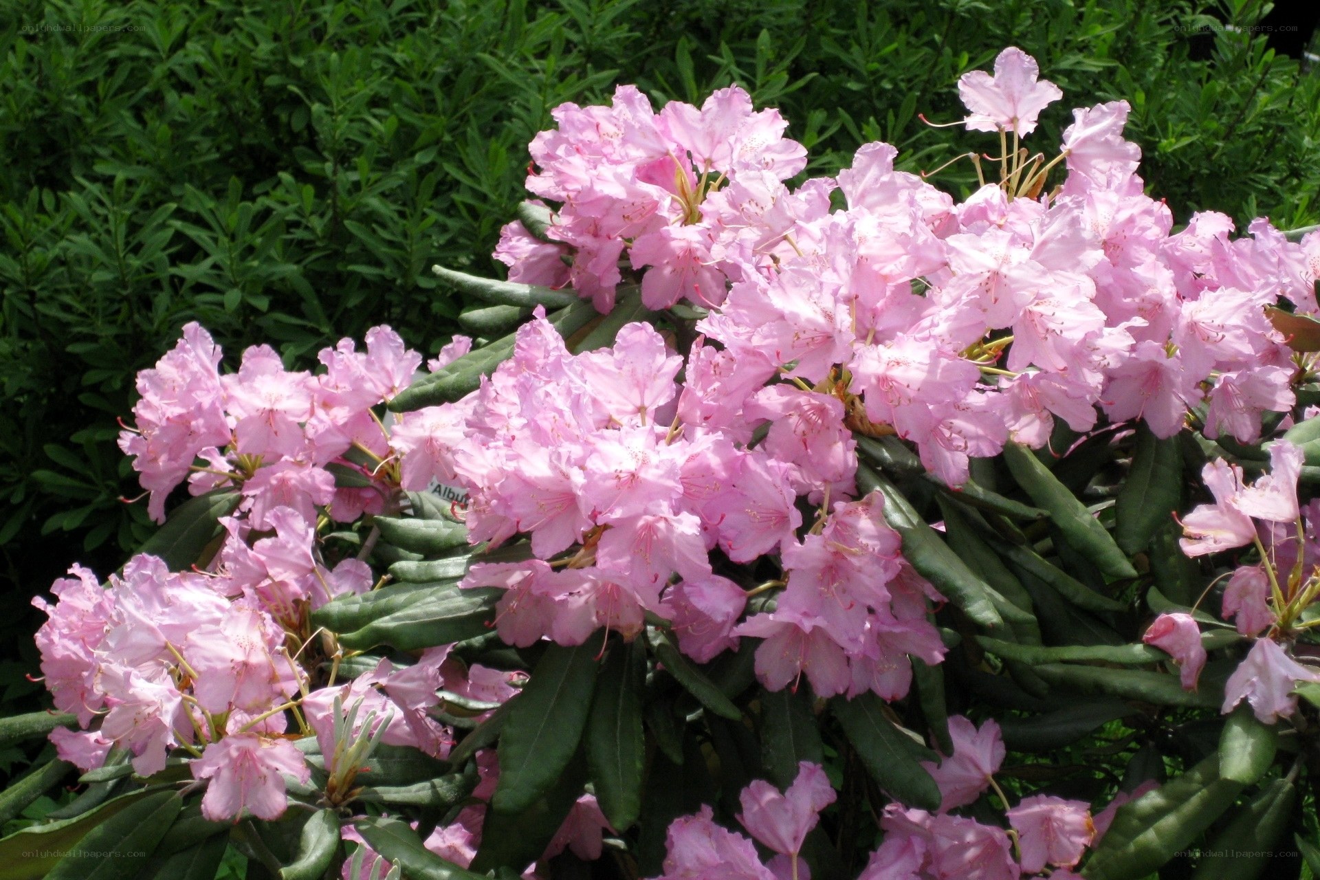 Pink rhododendron blossoms