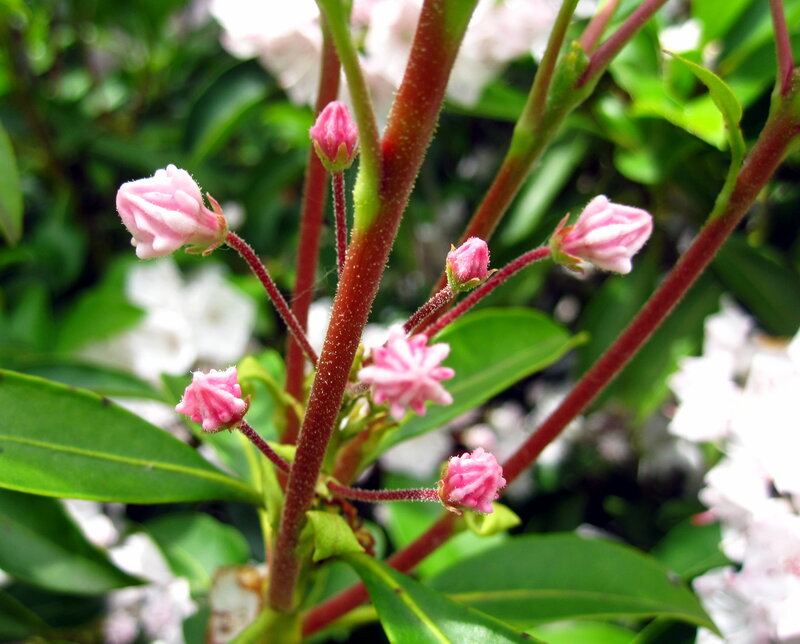 Pink Rhododendron Buds