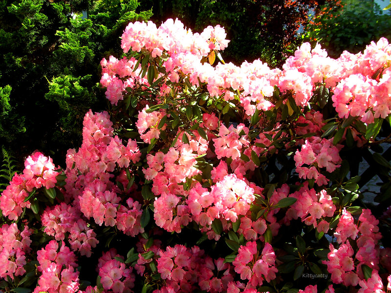 Pink Rhododendron Bush — Bright