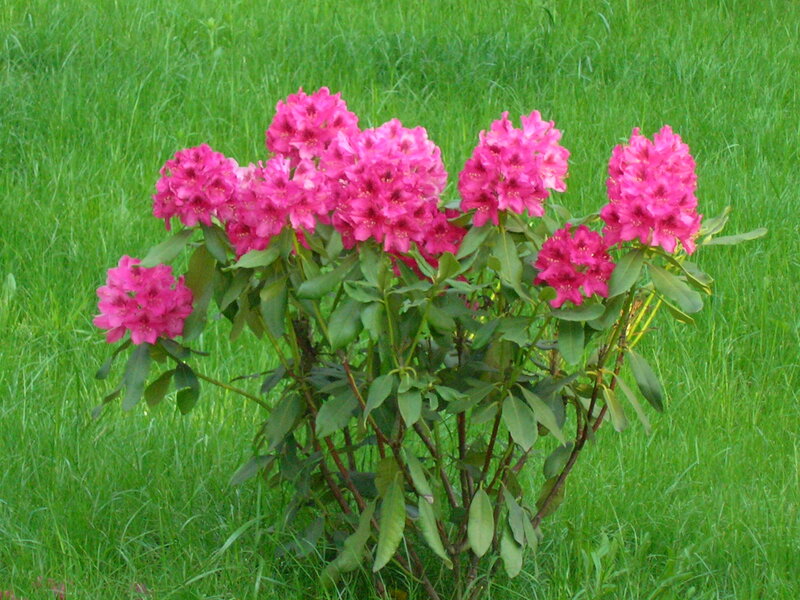 Pink Rhododendron Bush — Calm, Spring
