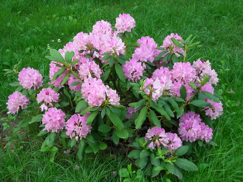 Pink Rhododendron Bush — Calm