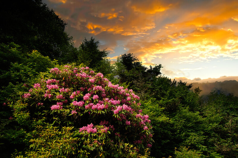 Pink Rhododendron Bush — Dramatic