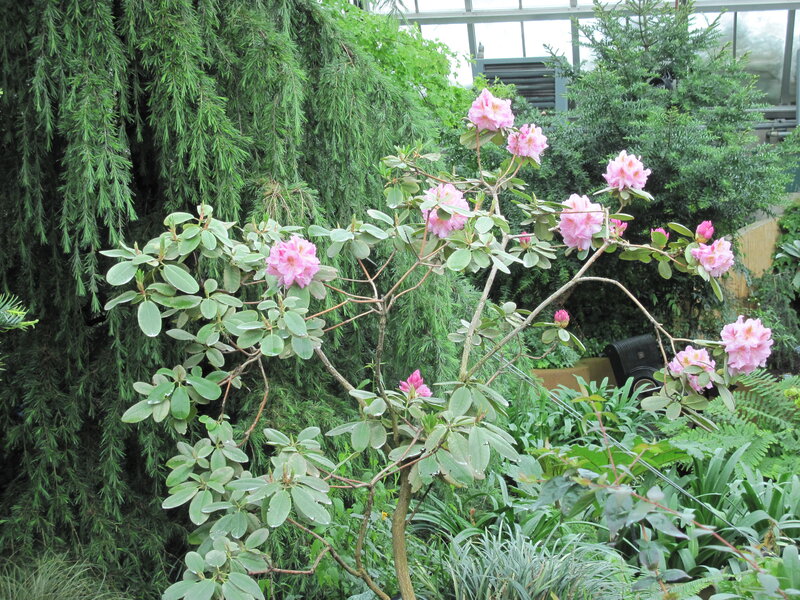 Pink Rhododendron Bush — Green, Serene, Afternoon