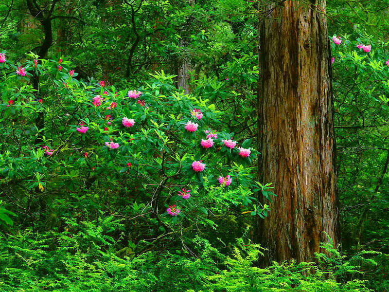 Pink Rhododendron Bush — Green, Serene, Spring
