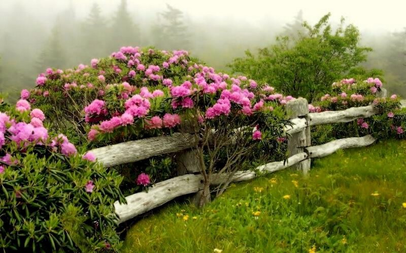Pink Rhododendron Bush — Green, Serene