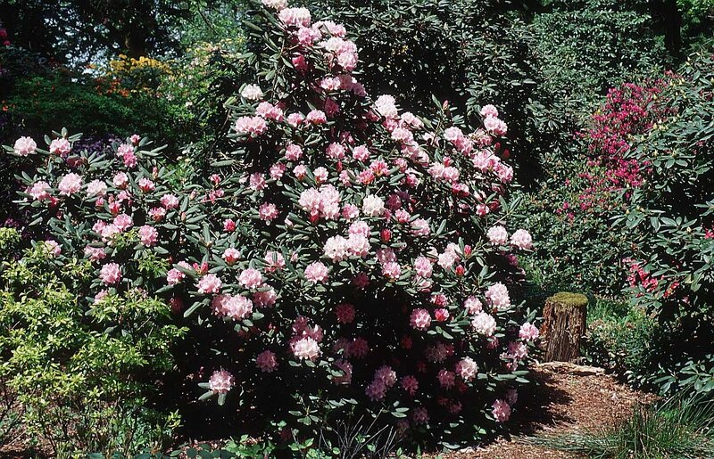 Pink Rhododendron Bush — Green