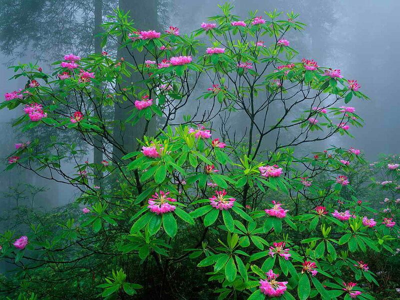 Pink Rhododendron Bush — Misty