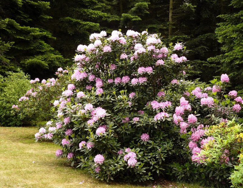 Pink Rhododendron Bush — Serene, Afternoon