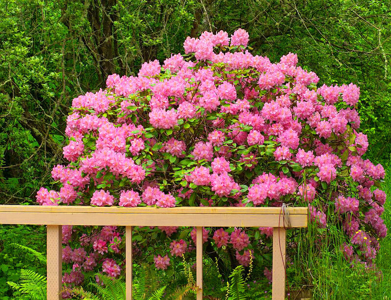 Pink Rhododendron Bush — Serene, Spring, Photograph