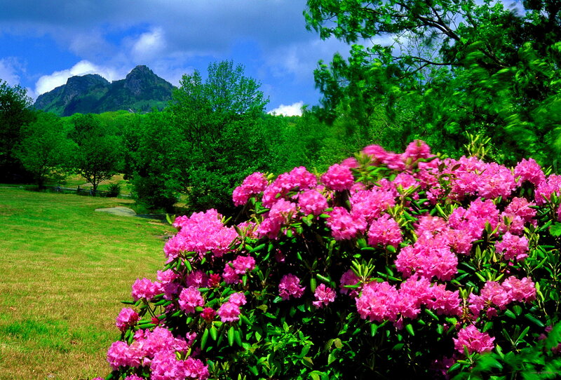 Pink Rhododendron Bush — Serene, Spring